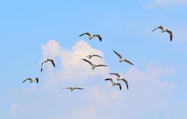 A flock of seagulls flying at Bang Pu, Thailand