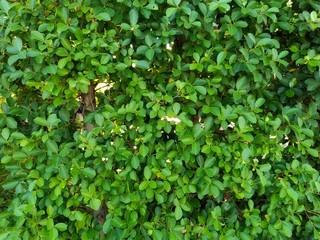 background of green leaves