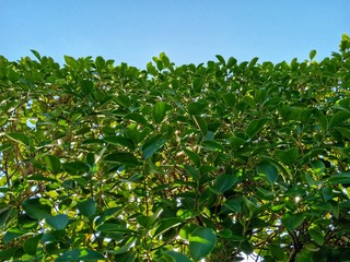 green leaves on blue sky