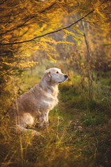 Portrait of adorable Golden retriever dog sitting outdoors in the golden autumn forest