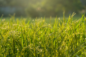 Rice Plants in the garden in the morning with sunlight