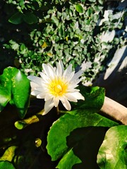 white flower in pond
