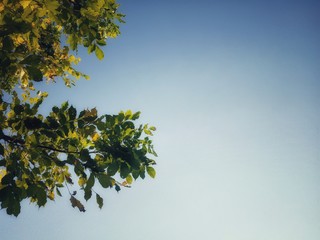 tree and sky