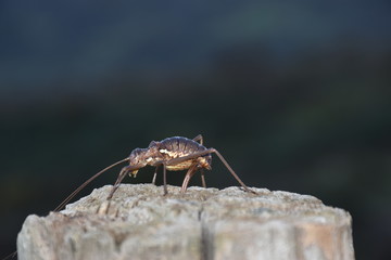 insetto ortottero che depone le uova