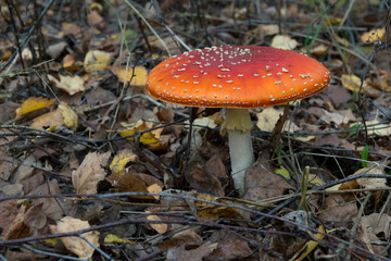 The red and white poisonous toadstool or mushroom called ly Agaric