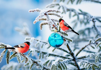Christmas card natural landscape with two bird bullfinch on a festive spruce with shiny hoarfrost...