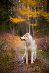 Profile Portrait of beautiful Siberian Husky dog sitting in the bright enchanting fall forest