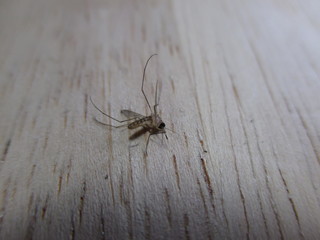 mosquito sucking blood extreme close up