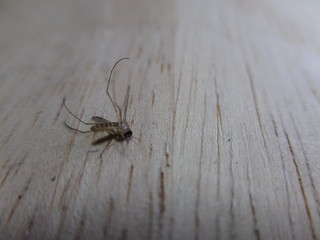mosquito sucking blood extreme close up