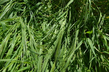 Morning dew on the grass
