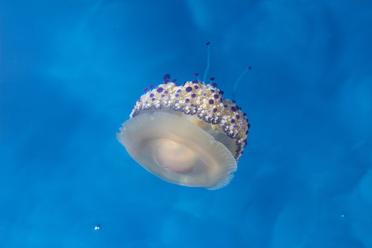 cassiopea