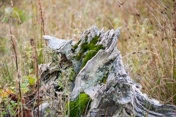 tiny pine tree on the wood stump covered by moss