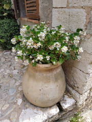 Flower pot near the house