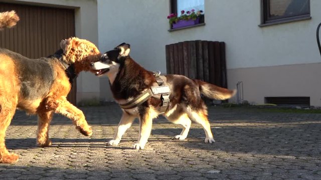 Spielende Hunde
