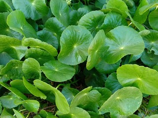 lettuce in the garden