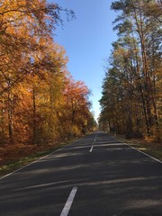 autumn road in a forest