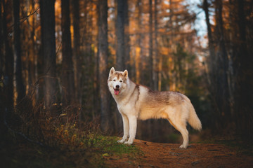 Naklejka na ściany i meble Portrait of gorgeous and free Siberian Husky dog standing in the bright enchanting fall forest