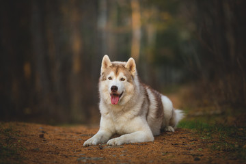 Portrait of gorgeous and free Siberian Husky dog lying in the bright enchanting fall forest