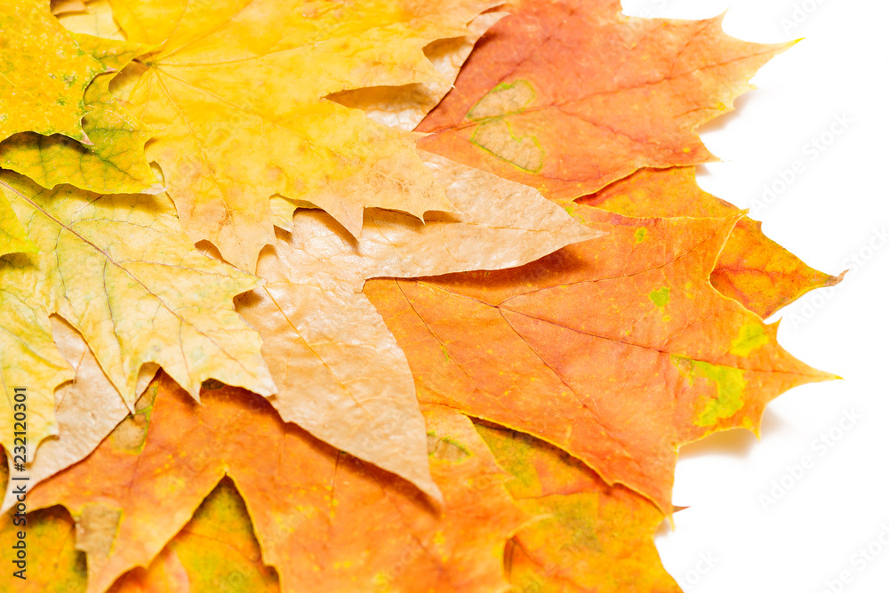 Canvas Prints autumn maple leaves on a white background in the left corner close-up