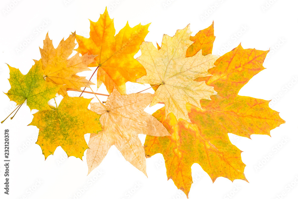 Canvas Prints big and small maple leaves
