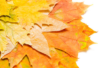 autumn maple leaves on a white background in the left corner close-up