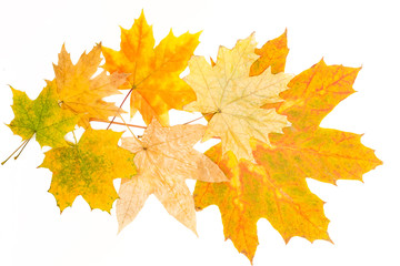 big and small maple leaves