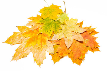 brown red and yellow maple leaves