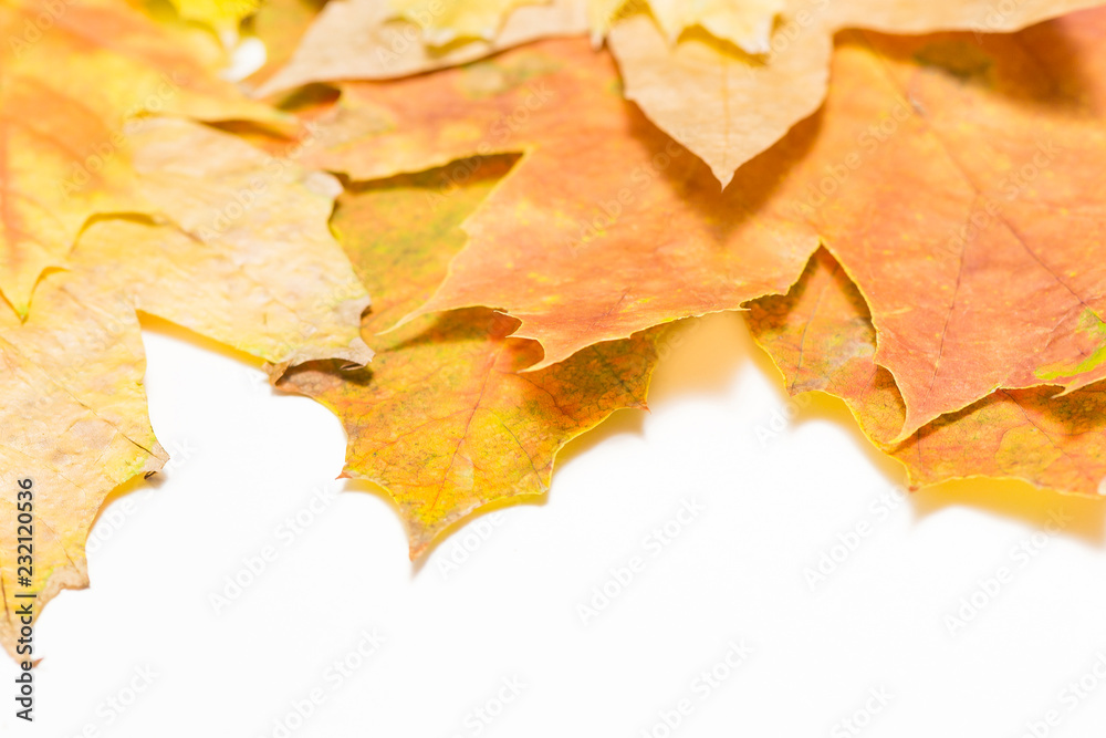 Canvas Prints fragments of maple leaves macro