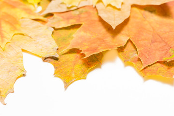 fragments of maple leaves macro