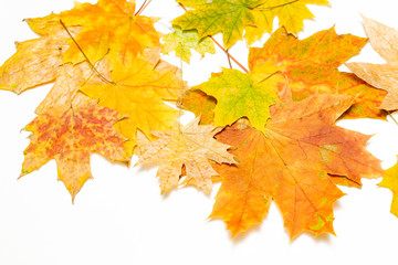 heap of maple leaves on white background