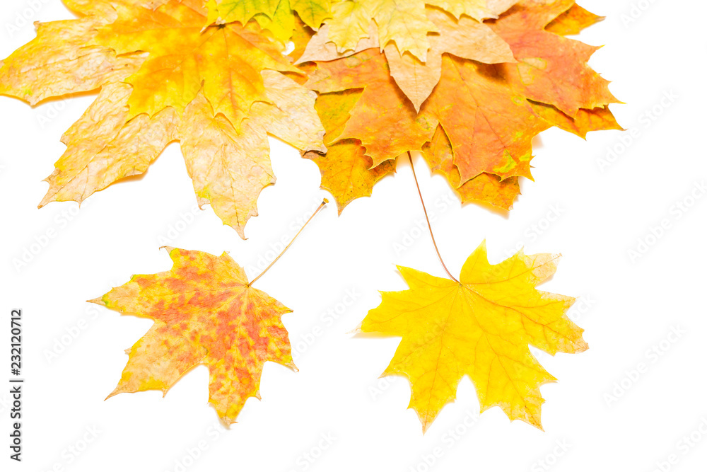 Canvas Prints maple leaves on an isolated background