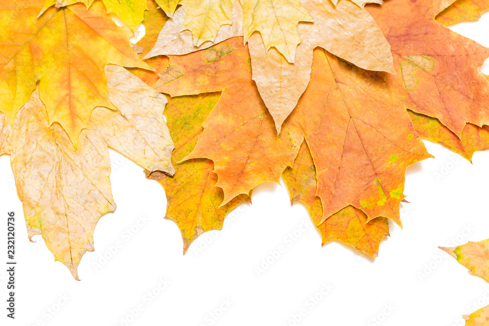 Canvas Prints red maple leaves macro