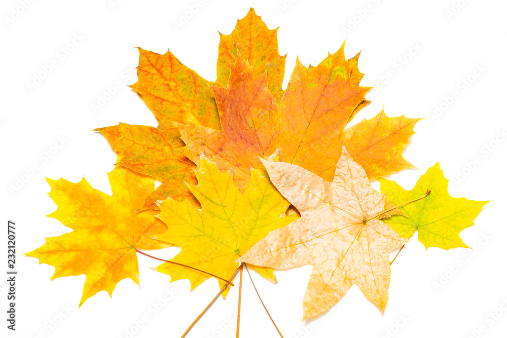Wall mural several yellow and brown maple leaves on a white background