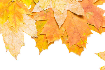 red maple leaves macro