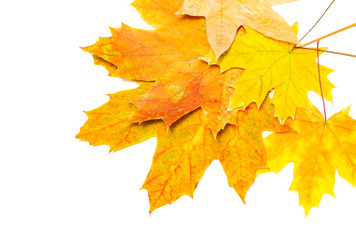 several yellow and brown maple leaves in the corner