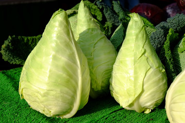 Spitzkohl frisch geerntet