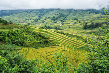 Fototapeta na wymiar terraced rice paddy in hilly Sapa district, north-west Vietnam