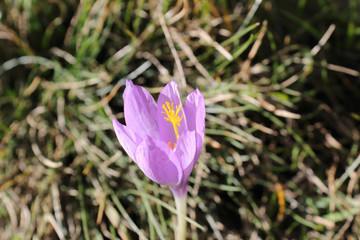 Purple and lilac Crocus flower with typical yellow pistil, during a sunny Autumns in the green high...