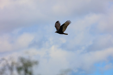 Turkey vulture soaring in the sky