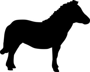 Obraz premium Shetland Pony