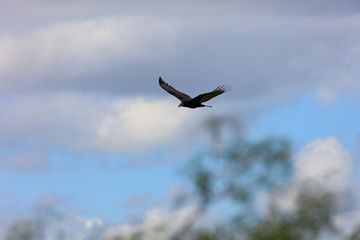 Turkey vulture soaring in the sky