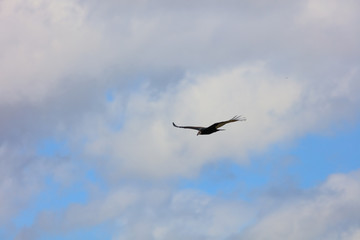 Turkey vulture soaring in the sky