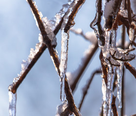 Icicles on the branches of a tree in winter