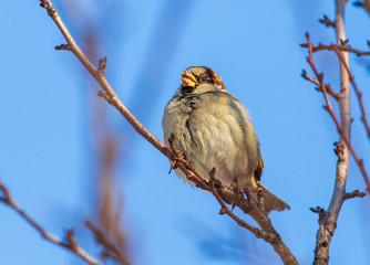 Sparrow on a tree branch against a blue sky
