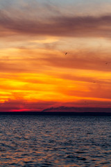 Obraz premium background of sunset on the sea, birds fly among the clouds lit by the rays of the sun