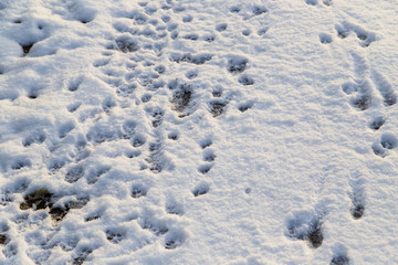 Animal footprints in the snow as a background