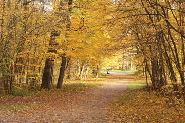 Herbst im Park VI