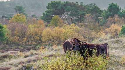 The sand dunes of Schoorl in The Netherlands