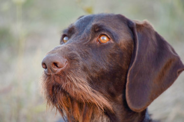 Beautiful dog. Portreit. German wirehaired pointer. Drathaar.