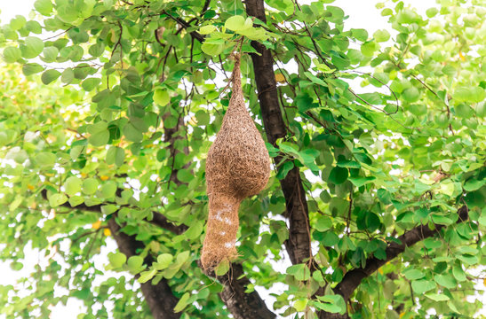 Bird's nest on the tree naturally. close up
